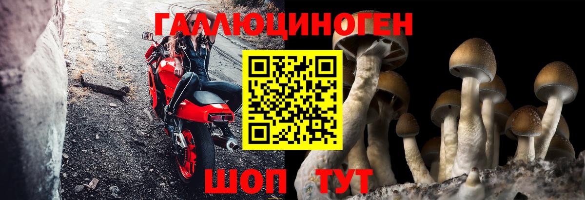 Галлюциногенные грибы Psilocybine cubensis  Вход с VPN  Дивногорск 